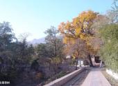 北京凤凰岭自然风景公园旅游攻略 之 古银杏树
