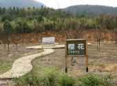 池州大历山风景区旅游攻略 之 樱花林