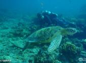 马来西亚西巴丹岛旅游攻略 之 与海龟共游