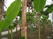 合肥丰乐生态园旅游攻略 之 热带果树园