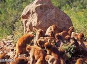 太行山风景区旅游攻略 之 太行山猕猴国家级自然保护区