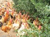 安徽禾泉农庄旅游攻略 之 果园养鸡场