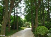 上海醉白池公园旅游攻略 之 棕树林荫道