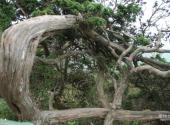 米仓山国家森林公园旅游攻略 之 古木