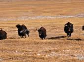 青海可可西里国家级自然保护区旅游攻略 之 野牦牛