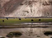 新疆帕米尔高原旅游攻略 之 牧场