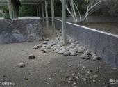 厄瓜多尔加拉帕戈斯群岛旅游攻略 之 乌龟繁育中心