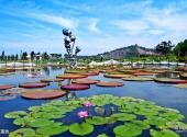 上海辰山植物园旅游攻略 之 王莲池