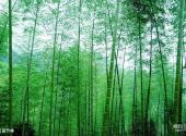 龙岩梅花山中国虎园旅游攻略 之 万亩竹林