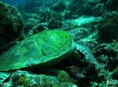 马来西亚西巴丹岛旅游攻略 之 海龟