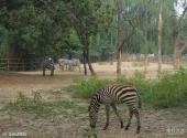 北京动物园旅游攻略 之 非洲动物区