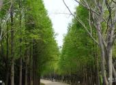 宿州五柳风景名胜区旅游攻略 之 森林
