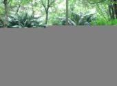 沙县淘金山景区旅游攻略 之 千年铁树群