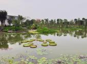 广州海珠湿地公园旅游攻略 之 清涟园