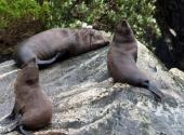 新西兰峡湾国家公园旅游攻略 之 海豹角