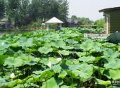 上海松江番茄农庄旅游攻略 之 度假村