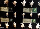 大连圣亚海洋世界旅游攻略 之 贝壳展示区