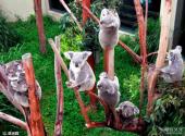 广州长隆野生动物世界旅游攻略 之 亚洲园