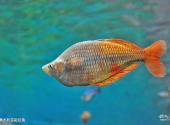 上海海洋水族馆旅游攻略 之 澳大利亚彩虹鱼