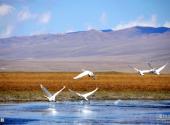 新疆巴音布鲁克天鹅湖旅游攻略 之 天鹅