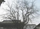 临汾铁佛寺（大云寺）旅游攻略 之 皂角树