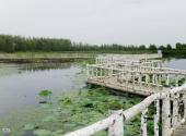 双鸭山安邦河湿地公园旅游攻略 之 生态园