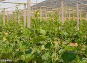 安徽禾泉农庄旅游攻略 之 有机蔬菜种植园
