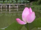 深圳仙湖植物园旅游攻略 之 水生植物区