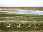 阿克塞苏干湖候鸟自然保护区旅游攻略 之 候鸟