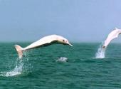 钦州三娘湾旅游攻略 之 白海豚