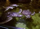 博鳌海洋馆旅游攻略 之 海龟展区