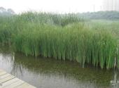 大连前关城市中央湿地公园旅游攻略 之 水草
