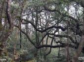 永州姑婆山风景区旅游攻略 之 原始森林