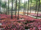 重庆涪陵大木花谷林下花园旅游攻略 之 九曲漫步道