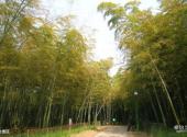 杭州植物园旅游攻略 之 竹类区
