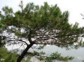 池州万罗山风景区旅游攻略 之 松树