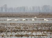 天津古海岸与湿地国家级自然保护区旅游攻略 之 鸟类