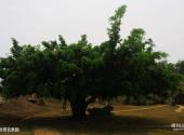 儋州石花水洞地质公园旅游攻略 之 热带百果园