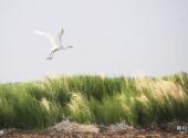 黑龙江雁窝岛旅游度假区旅游攻略 之 鸟类