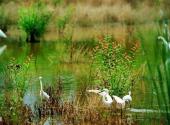 西溪国家湿地公园旅游攻略 之 莲滩鹭影