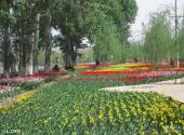 新疆五家渠青格达湖风景区旅游攻略 之 人工林地
