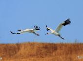辽宁双台河口国家级自然保护区旅游攻略 之 白鹤