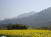 仙居官坑风景区旅游攻略 之 油菜花田