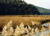 延安子午岭国家级自然保护区旅游攻略 之 清水河湿地