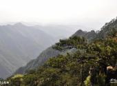 浙南箬寮原始林旅游攻略 之 黄山松林