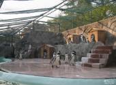 上海动物园旅游攻略 之 企鹅池