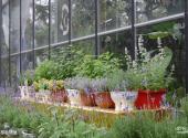 中国科学院武汉植物园旅游攻略 之 香草植物展