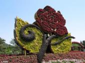 北京植物园旅游攻略 之 月季园