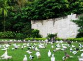 兴隆南国热带雨林游览区旅游攻略 之 鸽子广场