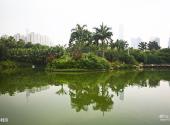 广州珠江公园旅游攻略 之 棕榈园